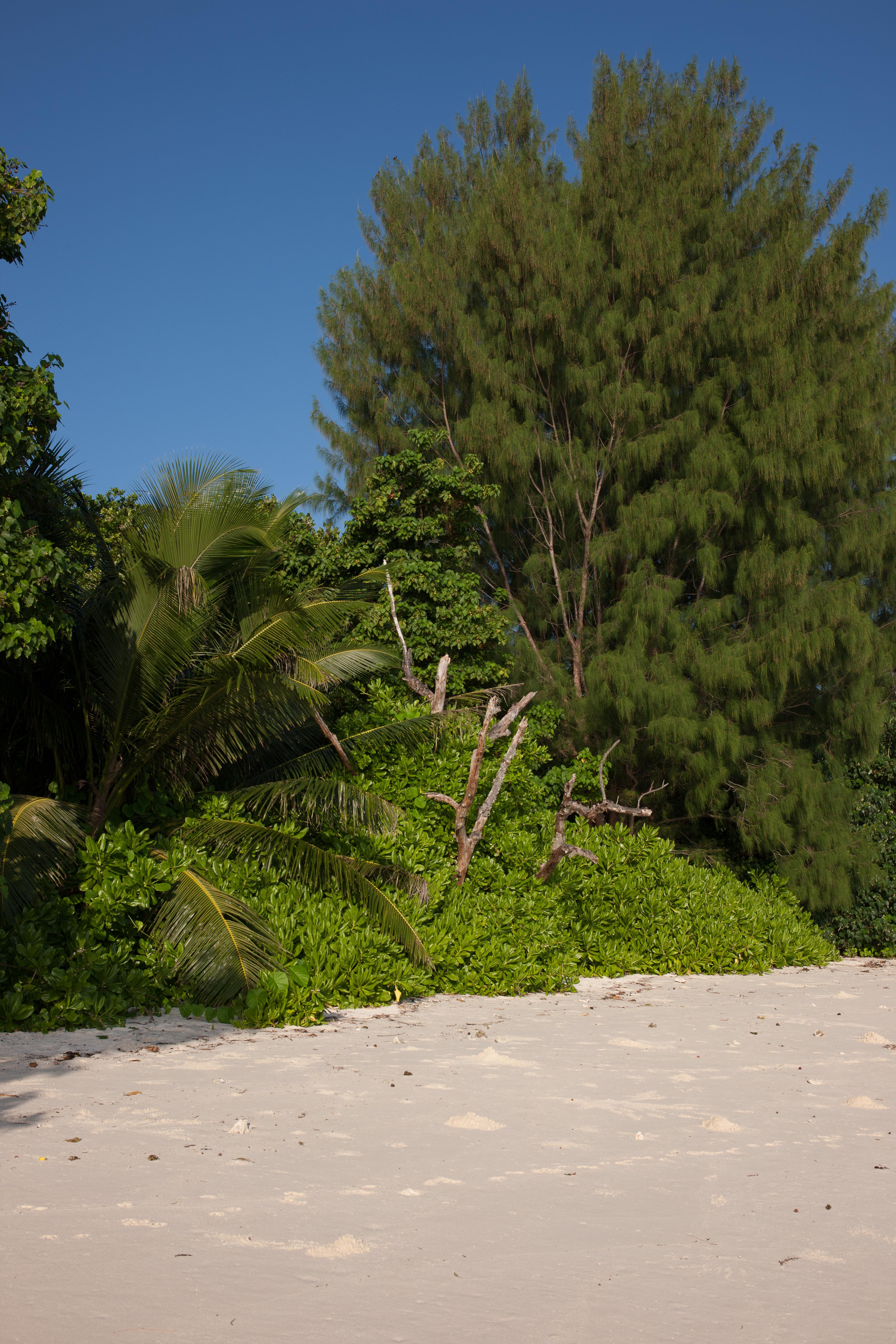 Le Relax Luxury Lodge (Adults Only) Isola di Isola di La Digue Esterno foto